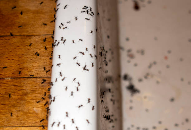 Best Residential Pest Control  in Mount Pleasant, UT