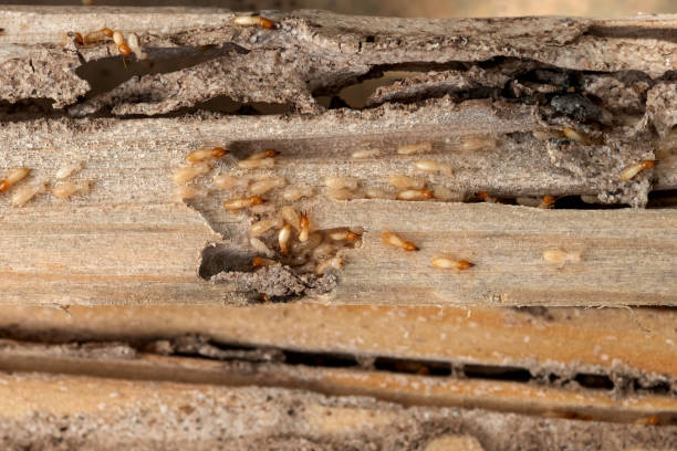 Pest Prevention Services in Mount Pleasant, UT