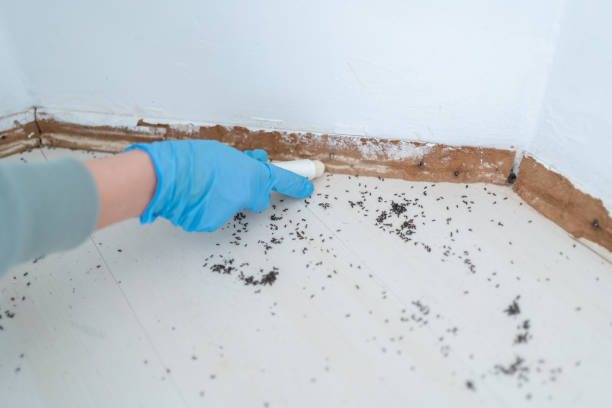 Best Rat Extermination Near Me  in Mount Pleasant, UT